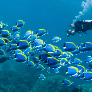 DAY SCUBA