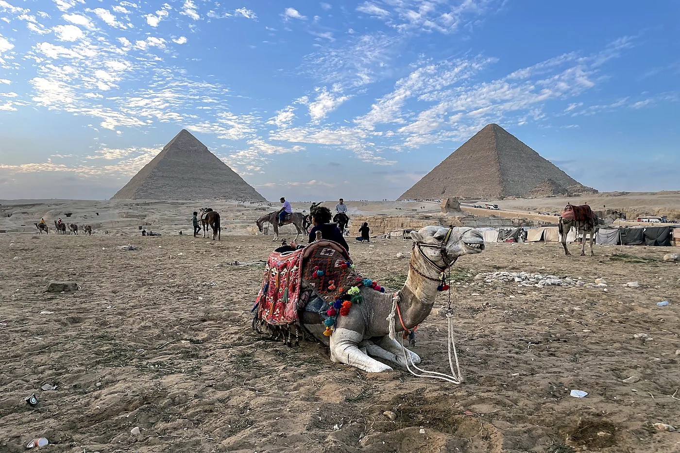 A camel crossing the desert side of the Giza plateau with the pyramids behind, on a private Cairo tour